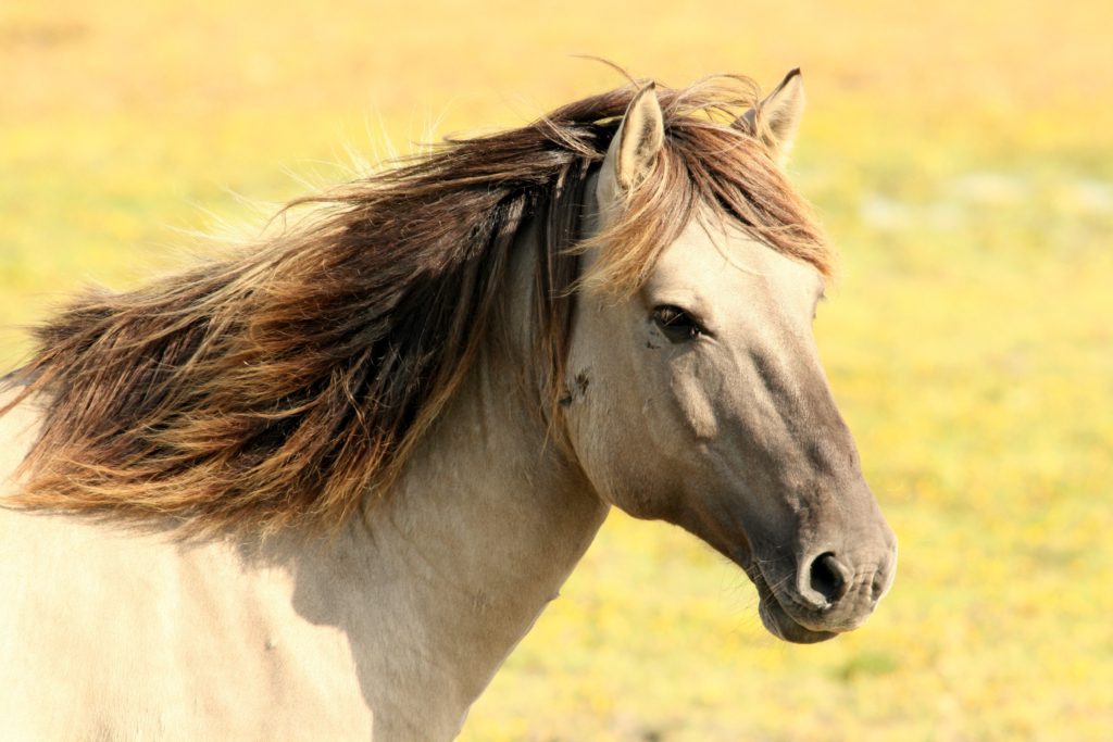 Horse Water Troughs